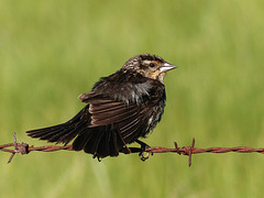 Red-winged Blackbird female or juvenile