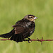Red-winged Blackbird female or juvenile