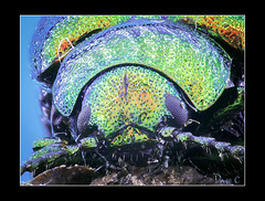 Green Beetle Portrait