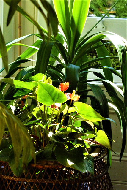 The sun highlights the plants