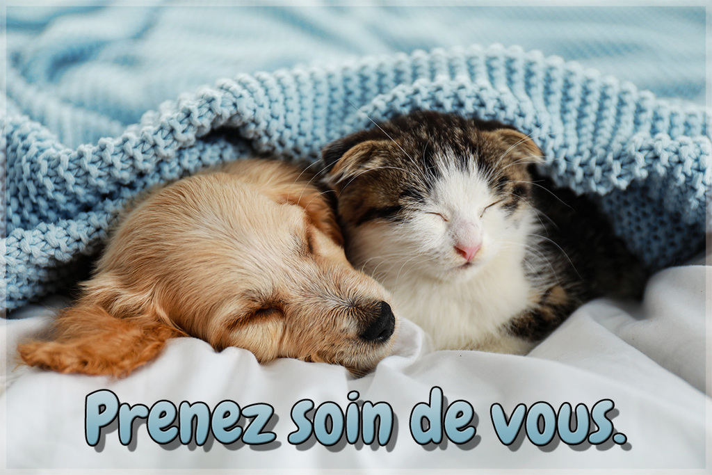Adorable little kitten and puppy sleeping on bed