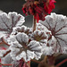 Frosty Pelargonium