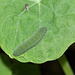 Small White (Pieris rapae) caterpillar