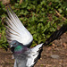 EF7A8544 Pigeon