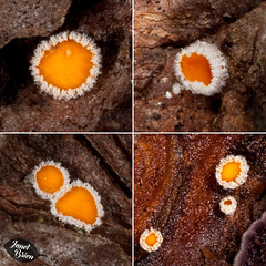 161/366: Orange Fungus Collage (+4 enlarged images in notes)