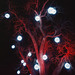 Roosevelt Park Christmas lights