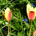 Tulips  (3)