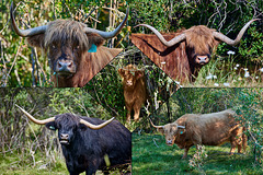 Highland  Cattle