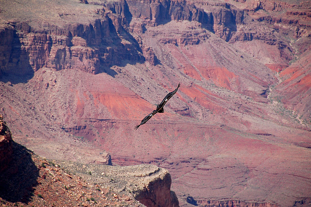 Condor au grand Canyon caznyon
