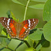 Butterfly EF7A5252