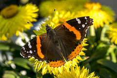 Red Admiral 04