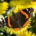 Red Admiral 04