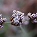 Frosty Verbena bonariensis