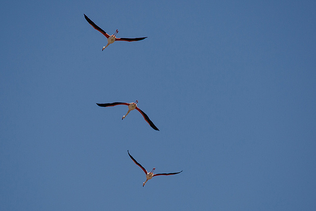 20150518 7884VRTw [F] Rosaflamingo (Phoenicopterus roseus), Parc Ornithologique, Camargue