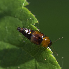 Little Bug