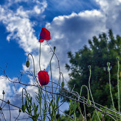 Red poppies against blue sky