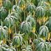 Frosty Euphorbia mellifera