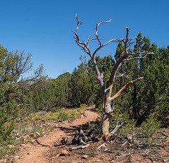 Tree on Dale Ball Trail