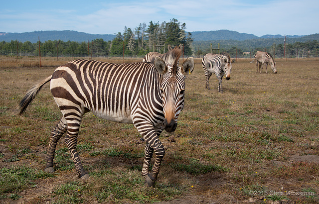 Hartmann's mountain zebras (Equus zebra hartmannae) - Nikon D750 - AFS Nikkor 28-300mm 1:3.5-5.6G VR