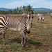 Hartmann's mountain zebras (Equus zebra hartmannae) - Nikon D750 - AFS Nikkor 28-300mm 1:3.5-5.6G VR