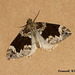 1762 Chloroclysta citrata (Dark Marbled Carpet)