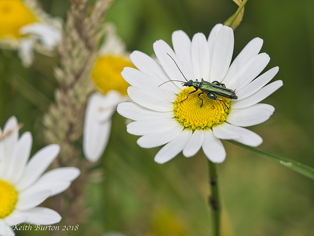 Flower Beetle on Daisy