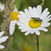 Flower Beetle on Daisy