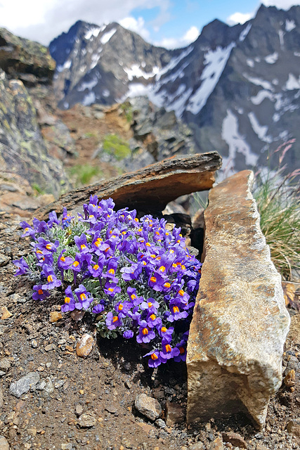 Blossoming at 3,000 m