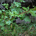 Gooseberry (Ribes oxyacanthoides)