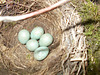 oaw - nest eggs