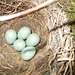 oaw - nest eggs