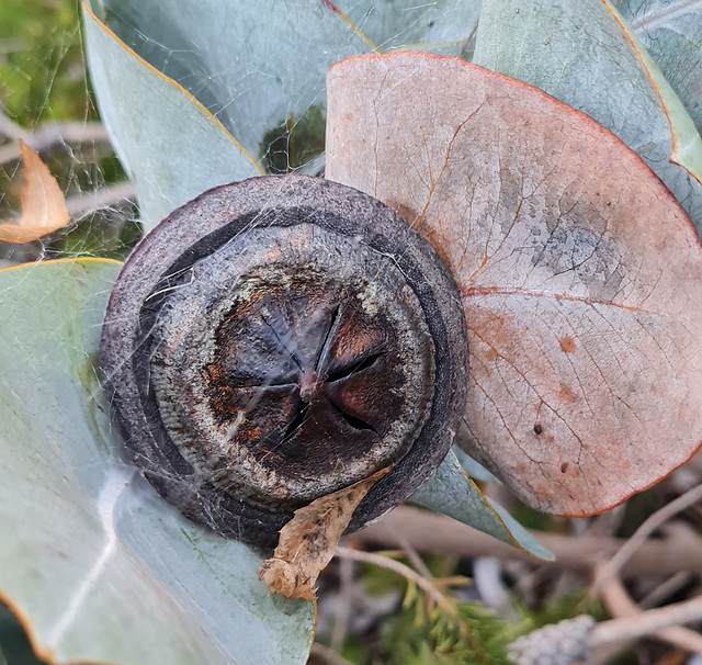 Eucalyptus macrocarpa seed pod