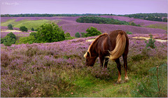 It was me a pleasure to see this wild Horse on the Posbank, in the middle of the Netherlands...