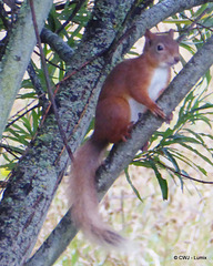 The Red Squirrel has found the peanut feeder under the willows