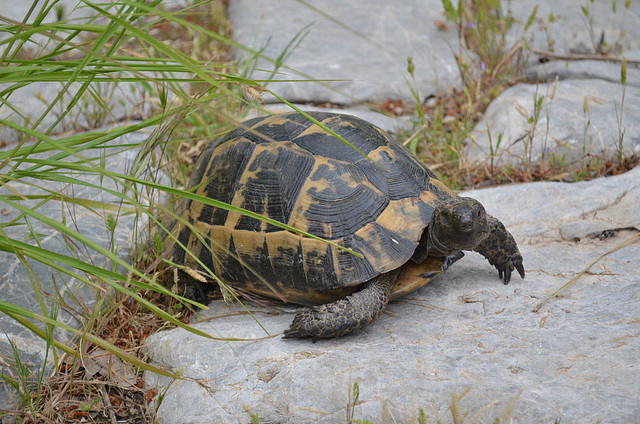 Olympos, The Turtle
