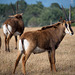 Sable antelope (Hippotragus niger) - Nikon D750 - AFS Nikkor 28-300mm 1:3.5-5.6G VR
