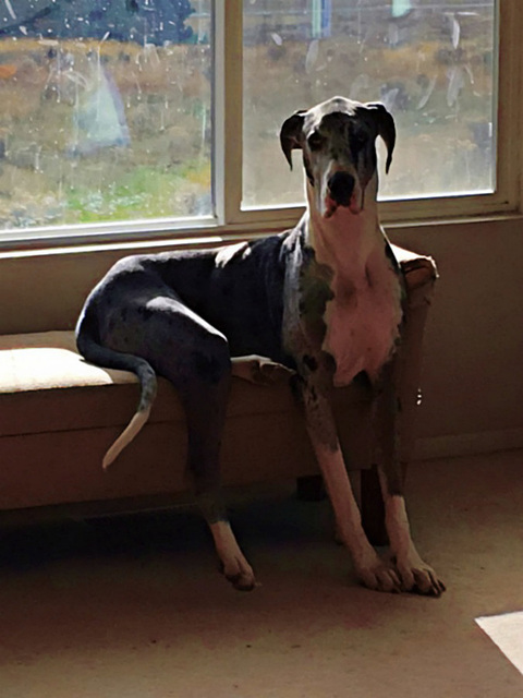 Great Dane at a veterinary clinic