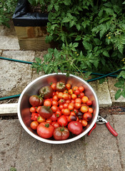 today's tomato harvest