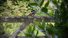 Woodpecker fence