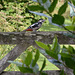 Woodpecker fence