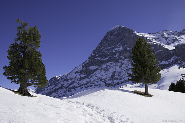 bei der Alp Bustiglen - Blick zur Eiger Nordwand (© Buelipix)