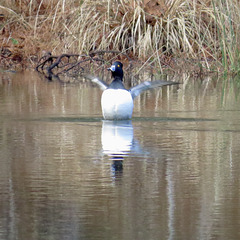 Ring-necked duck on my pond