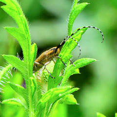 P1290430- Agapanthie à pilosité verdâtre (Agapanthia villosoviridescens) - Jardin.  08 mai 2020