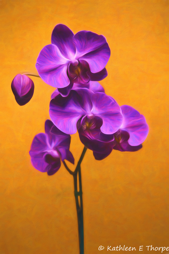 Phalaenopsis - Topaz Painting Georgia Okeeffe