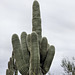 The Fickle Finger of Fate – Desert Botanical Garden, Papago Park, Phoenix, Arizona