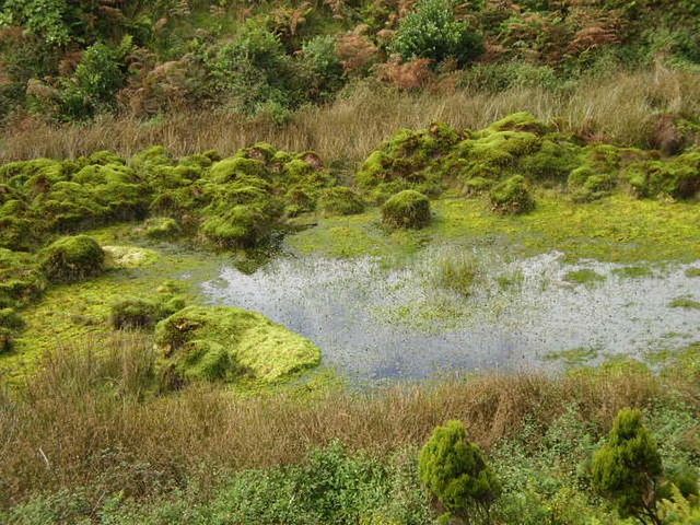 Small pond surrounded by heath.