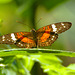 Butterfly EF7A5357