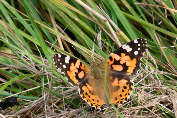 Painted Lady-DSD0482