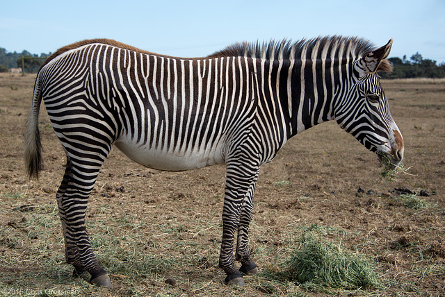 Grévy's zebra (Equus grevyi) - Nikon D750 - AFS Nikkor 28-300mm 1:3.5-5.6G VR