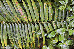 Rain Forest Symmetry – Rainforest Adventures Costa Rica Atlantic, Guápiles, Limón Province, Costa Rica